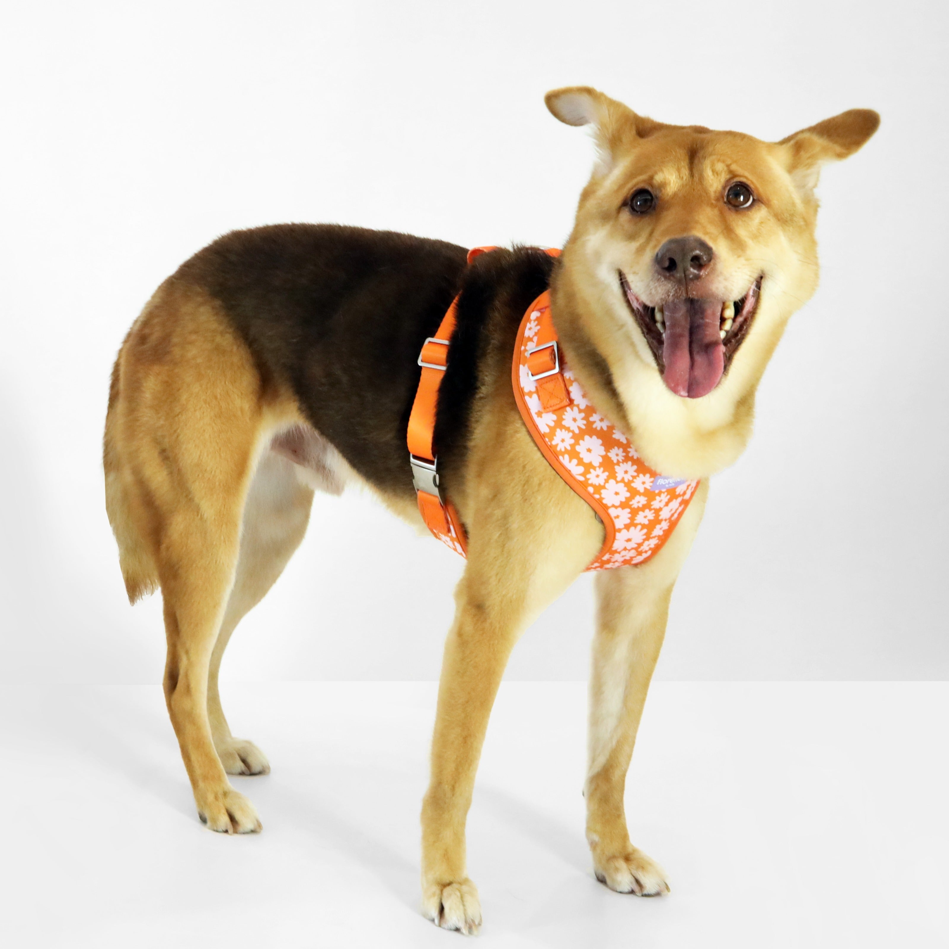 florence by mills Print Harness for Dogs