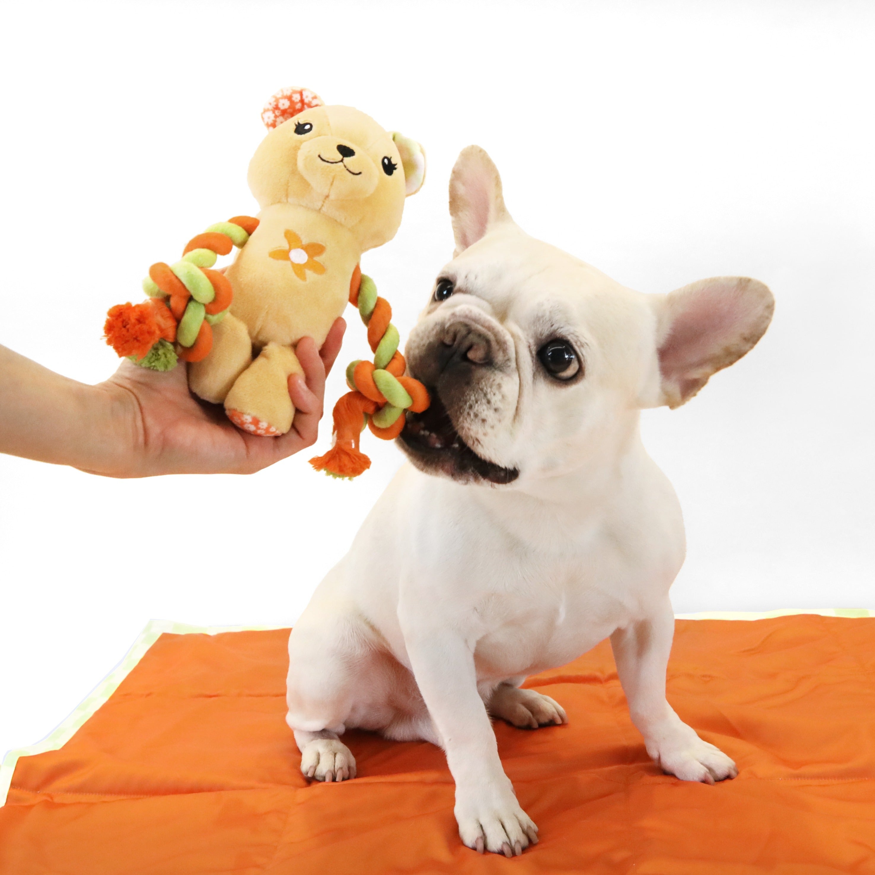 florence by mills Rope Bear Toy for Dogs