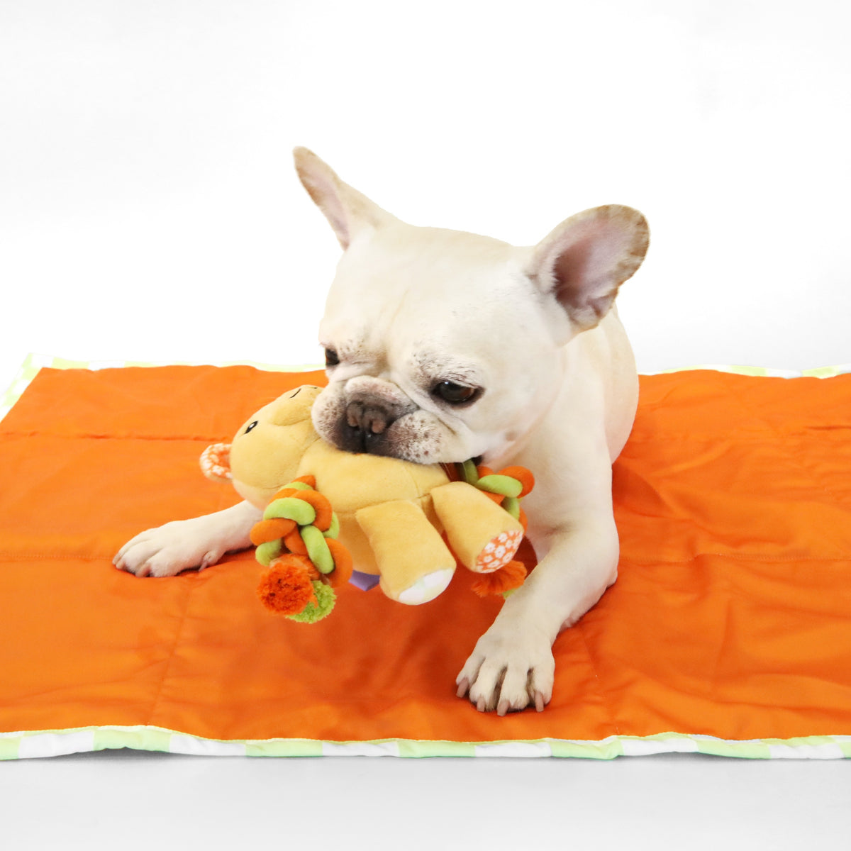 florence by mills Rope Bear Toy for Dogs