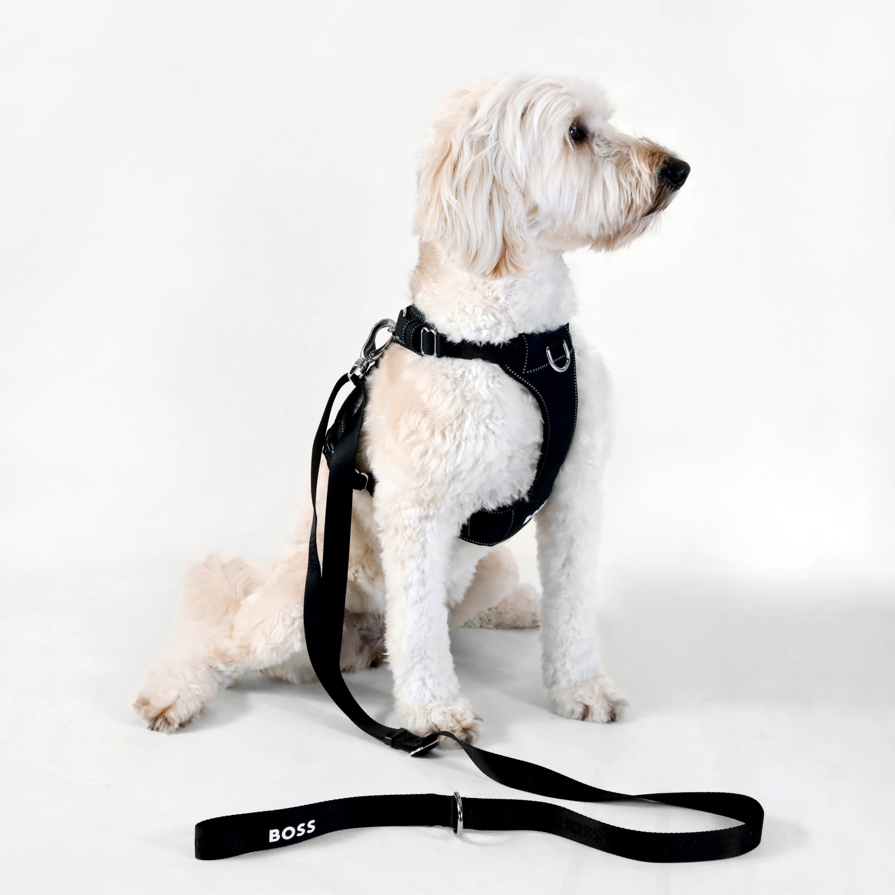Dog Essentials Leash