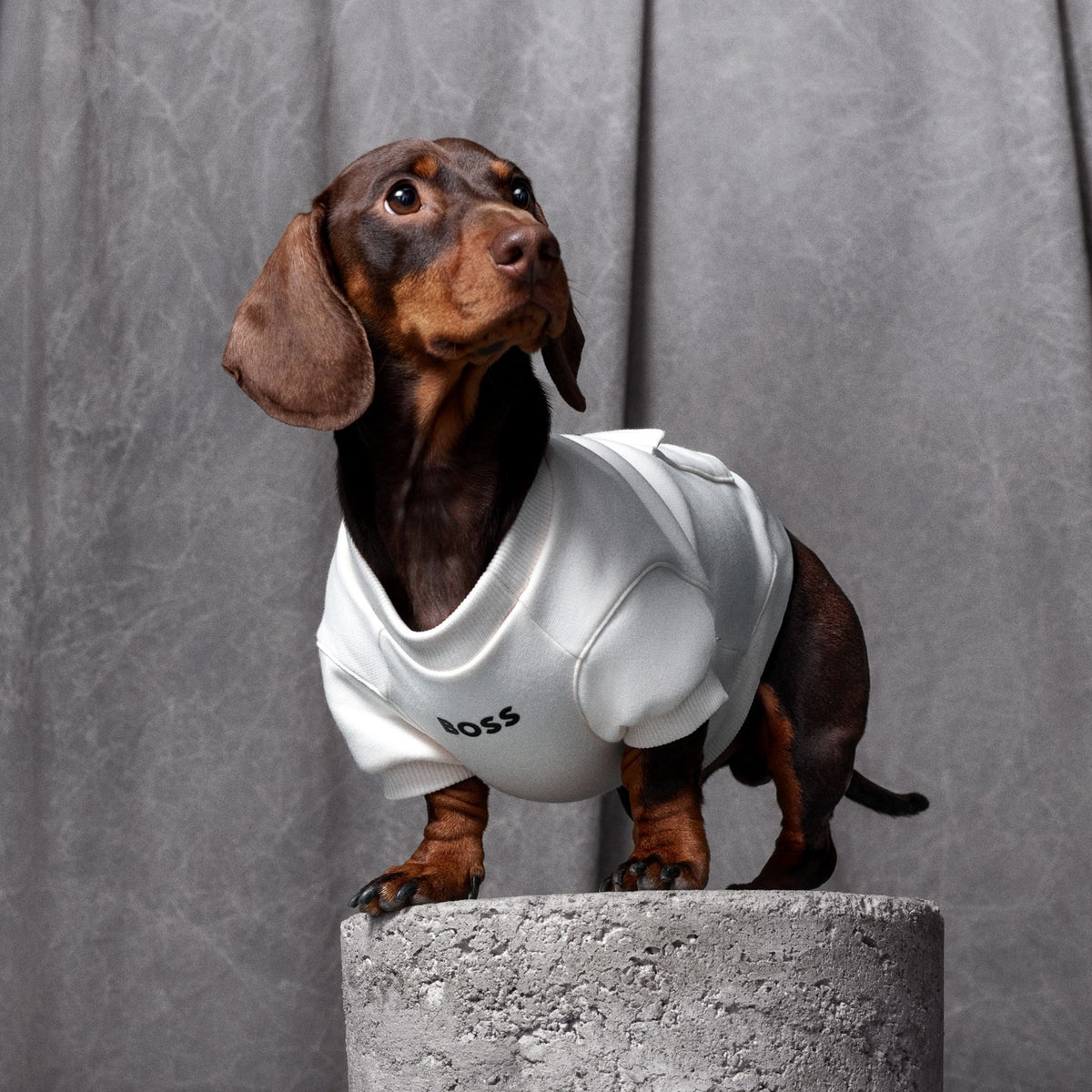 Dog Short Sleeve Crewneck
