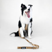 Dog Essentials Leash
