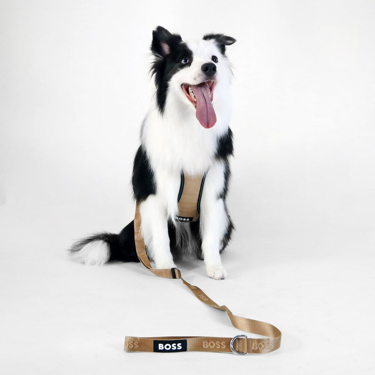 Dog Essentials Leash