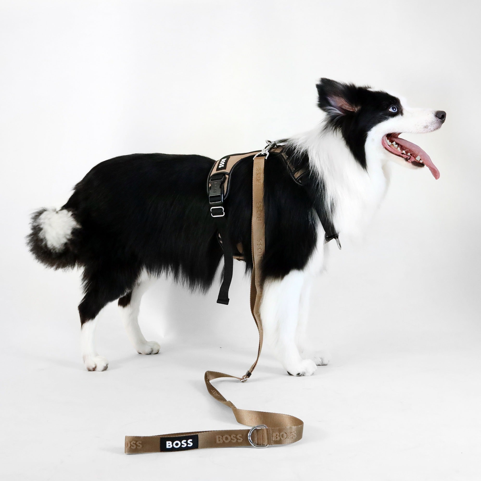 Dog Essentials Leash