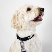 Dog Essentials Collar
