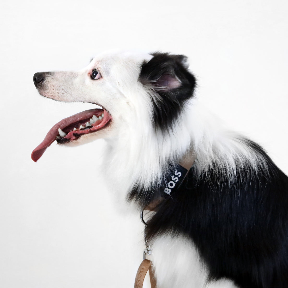 Dog Essentials Collar