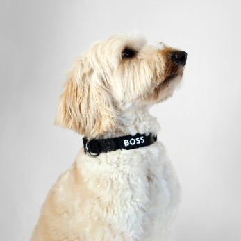 Dog Essentials Collar