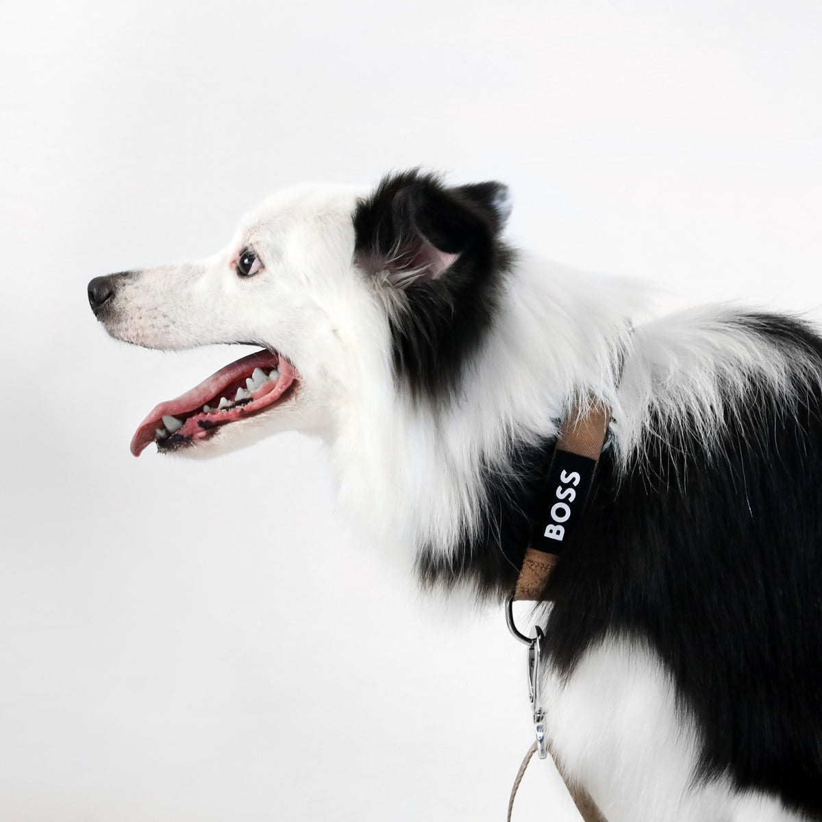Dog Essentials Collar