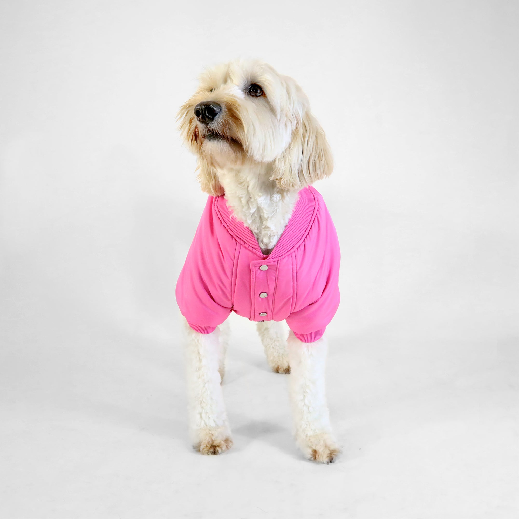 Dog Bomber Jacket