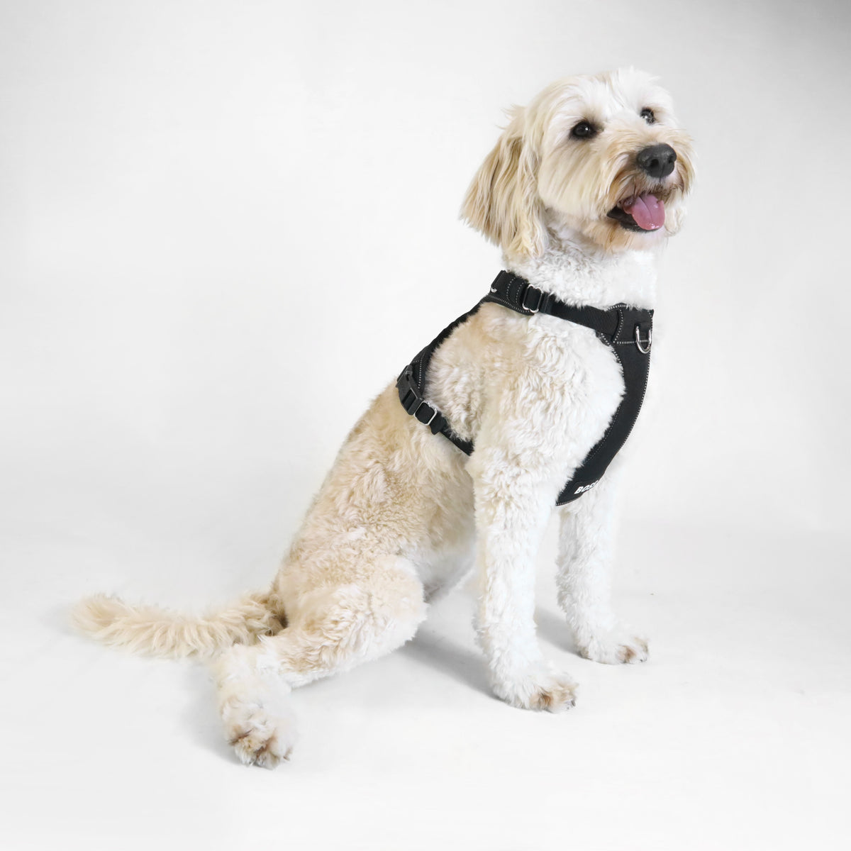 Dog Essentials Harness