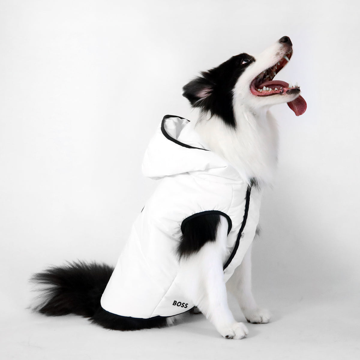 Dog Essentials Vest