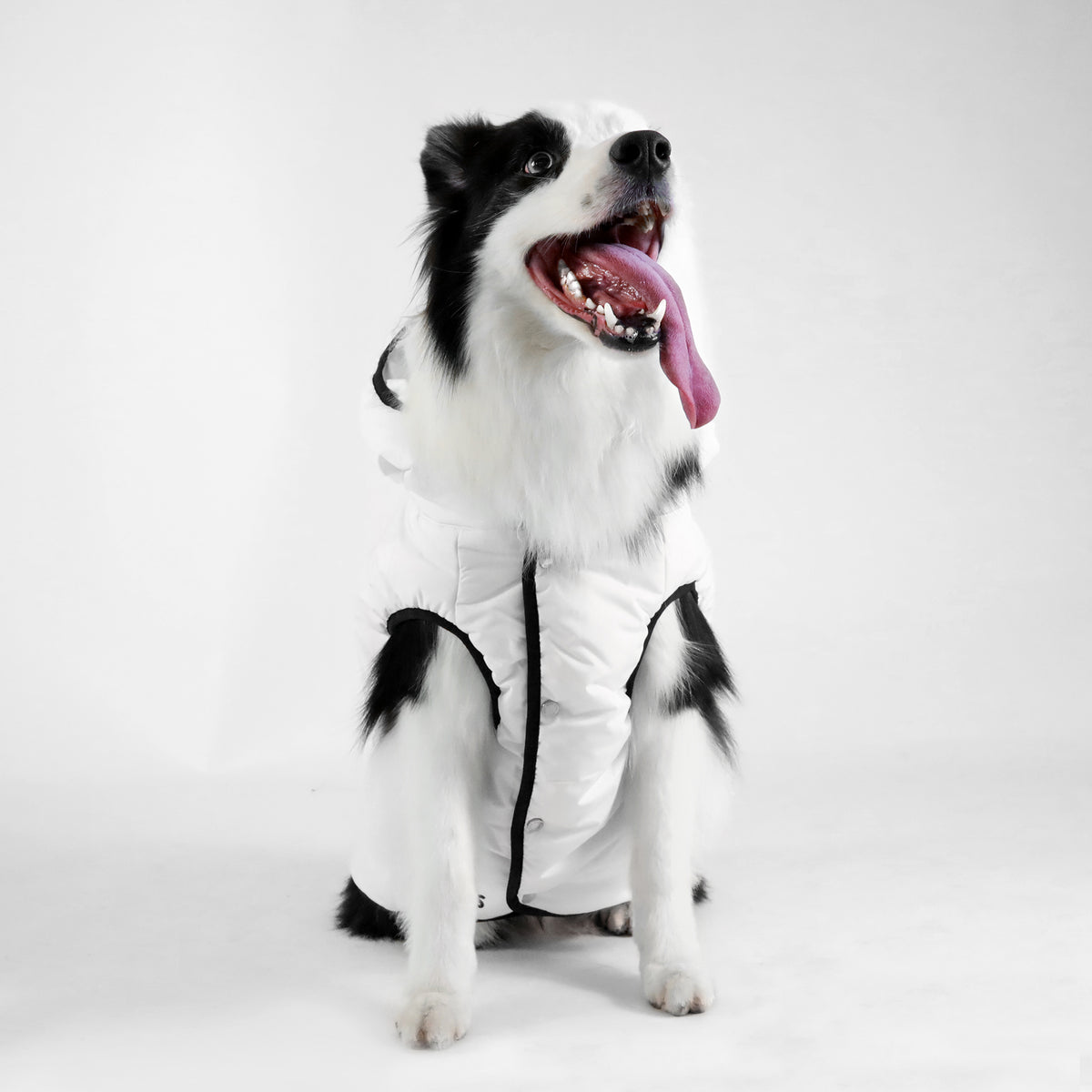 Dog Essentials Vest