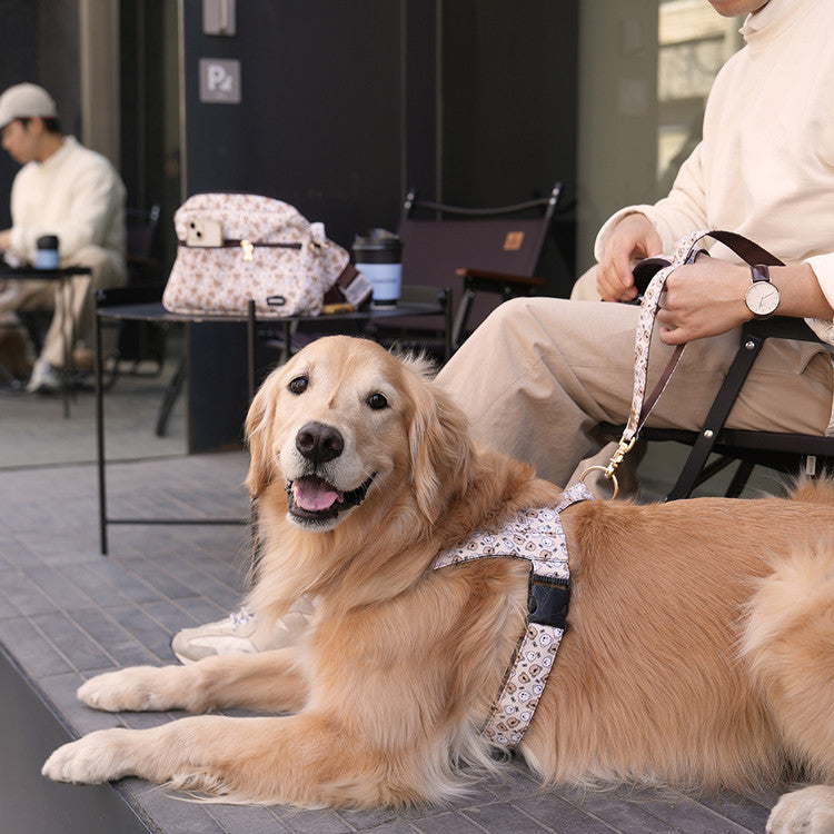 NORADOG Teddy C Belt Leash