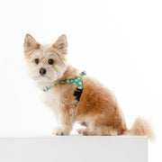 NORADOG Scottie Friends Easy Harness