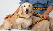NORADOG BoBo & ChuChu Belt Leash