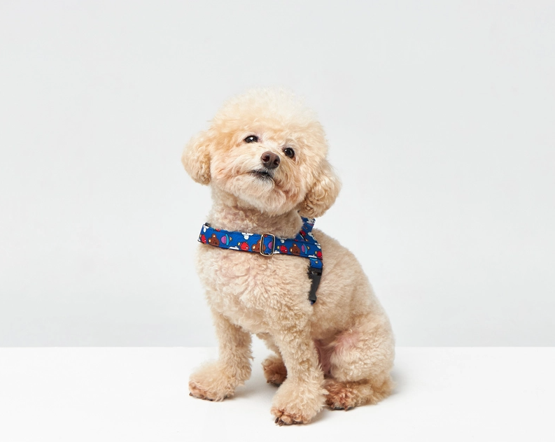NORADOG WooZoo Easy Harness