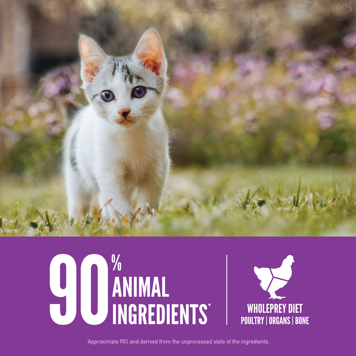 ORIJEN - Kitten Dry Cat Food