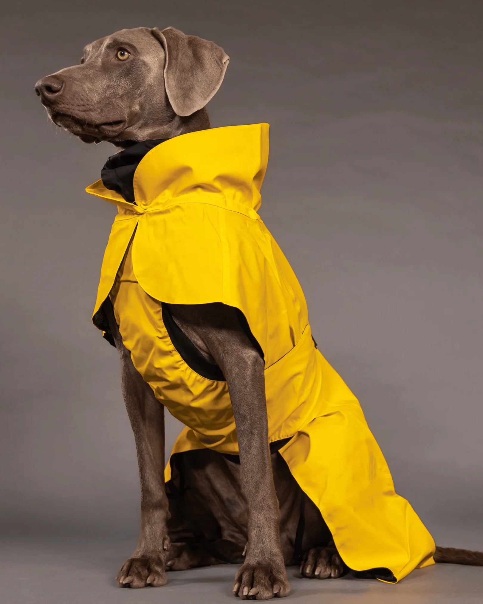 PAIKKA Visibility Raincoat Lite for Dogs - Yellow