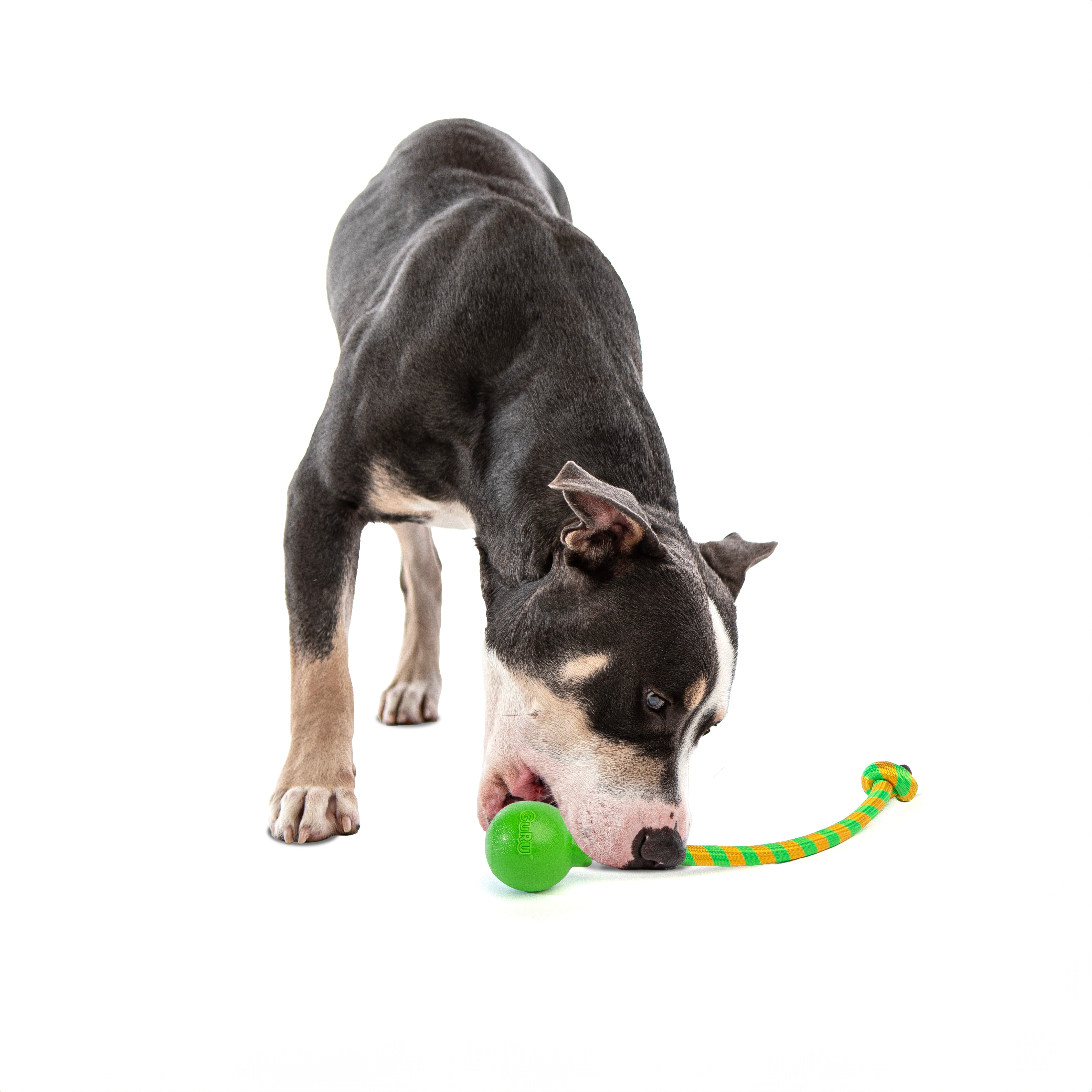 Guru SINGLE SQUEAKING ROPE Dog Toy