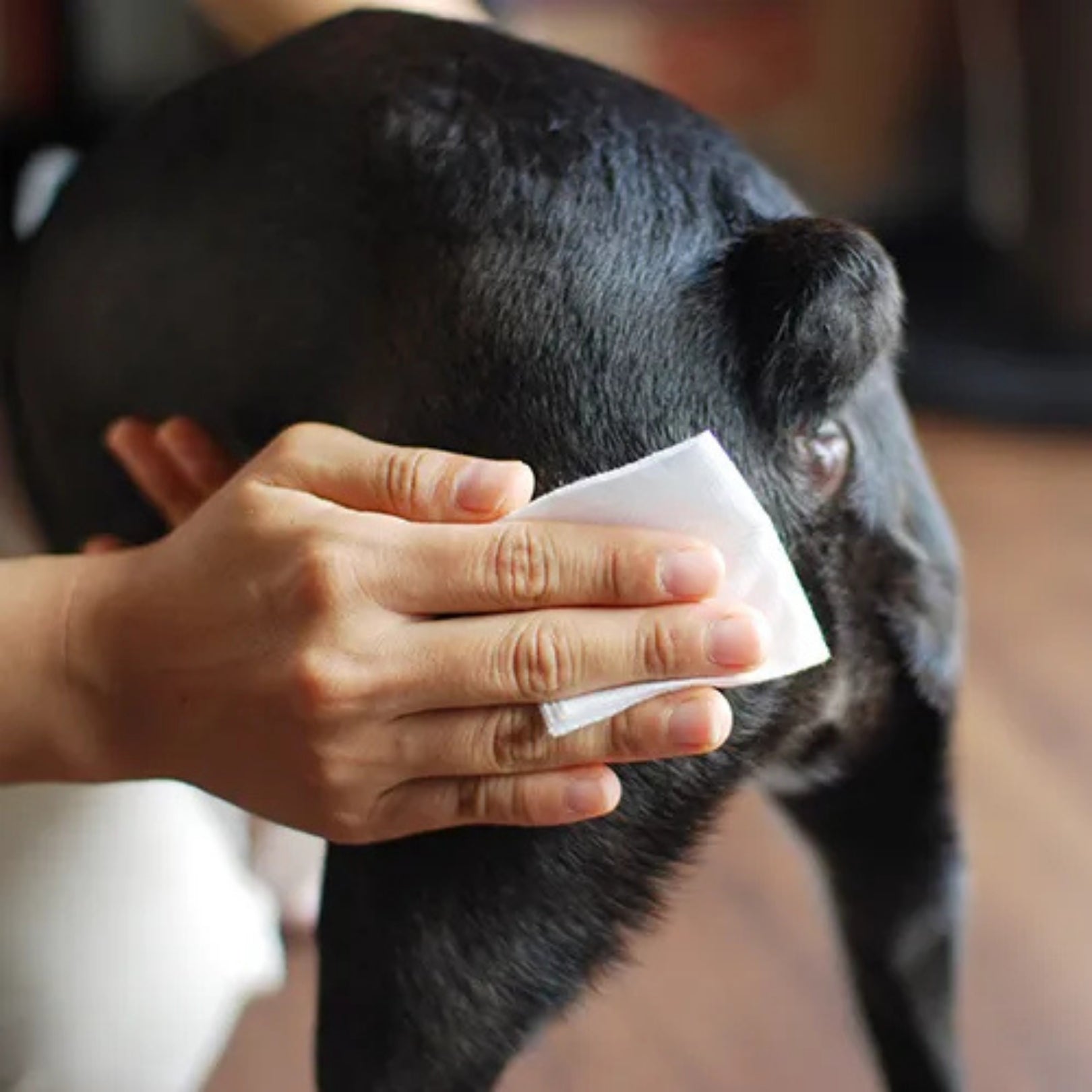 WAFONA - All-in-one Spray for Pet 300ml