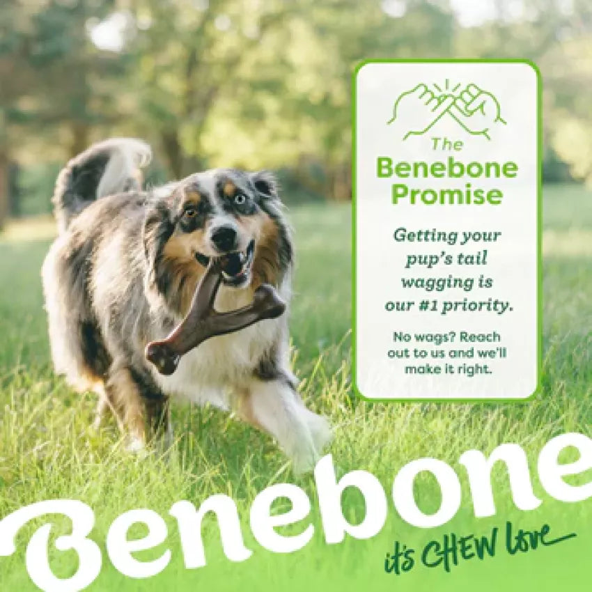 Benebone - Wishbone Durable Dog Chew - Bacon Flavor (Medium)