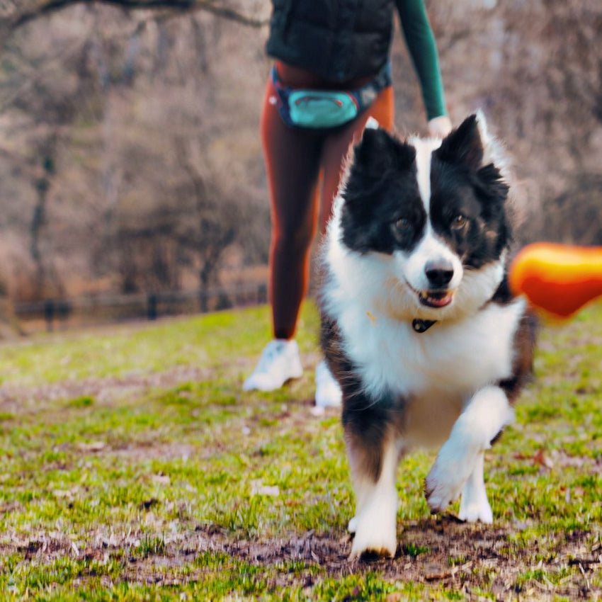 Tall Tails - Rubber Toy - G.O.A.T. Rubber Sport Bone
