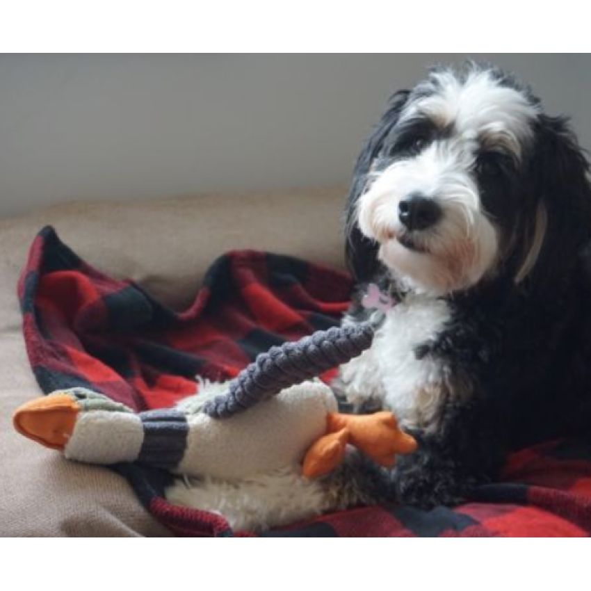 Tall Tails Toy Plush - Plush Duck w Squeaker 12"