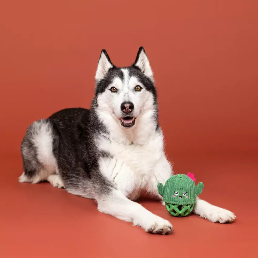 Petshop - PRICLY BUT SWEET RUBBER / PLUSH DOG TOY
