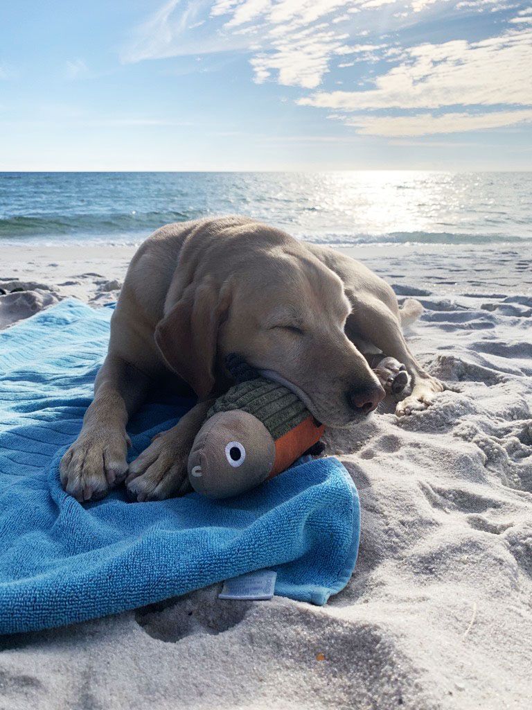Tall Tails Toy Plush - Plush Fish Squeaker Toy 12"