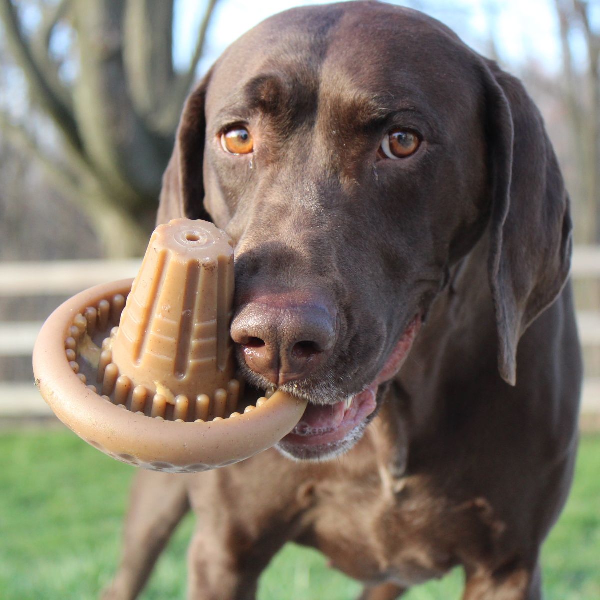 Tall Tails - Shroom Toy - Nylon Chew- Medium