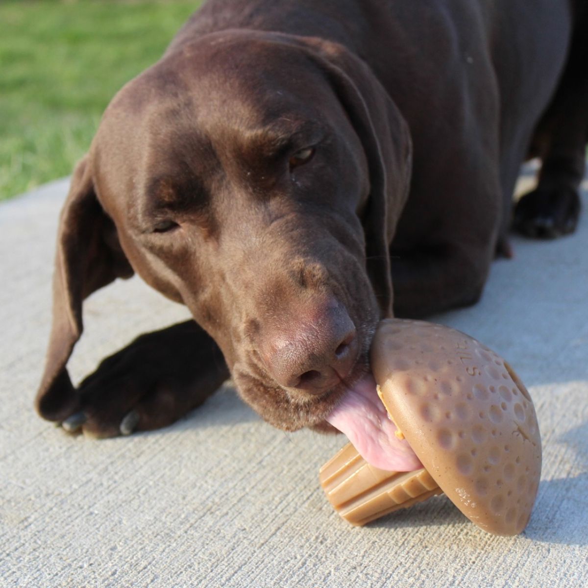 Tall Tails - Shroom Toy - Nylon Chew- Medium