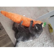 PetLou Carrot Toys (Available in 3size)