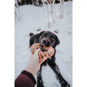 Tall Tails Toy Braided Ring Orange 5" / 6"