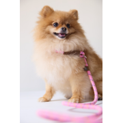 Sydney & Co., P - Slip in training leash 