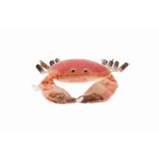 Ferribiella MATATABI CRAB CAT TOY (excluded Fishing Rod)